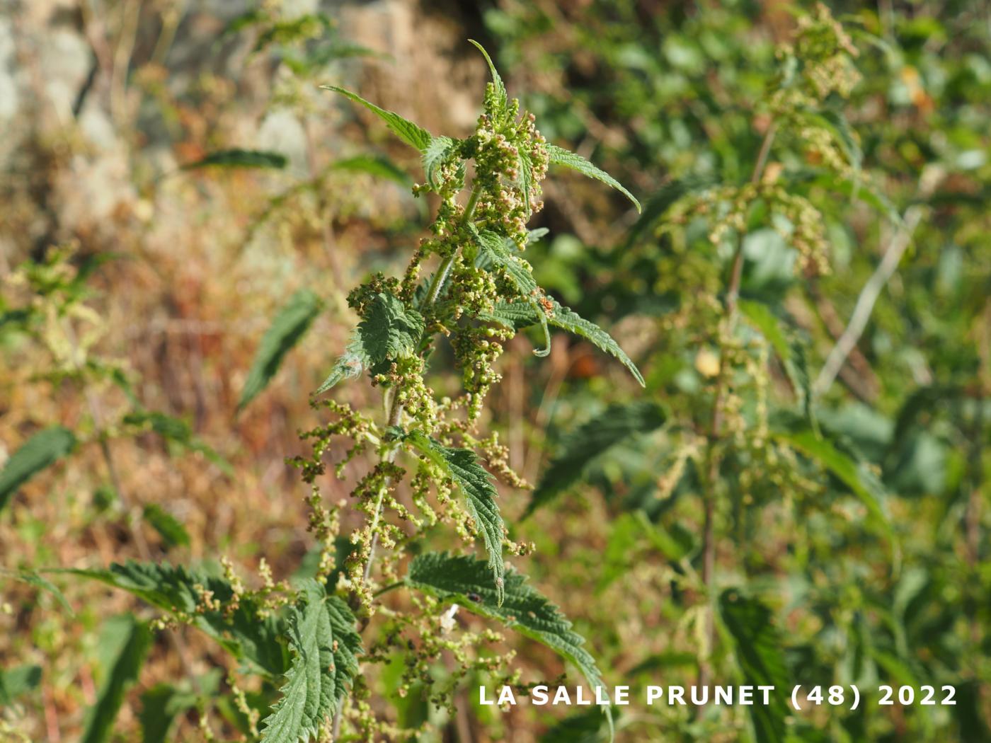 Nettle plant